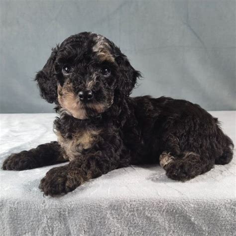 Female Miniature Poodle Puppy for Sale | ID 4976-AH