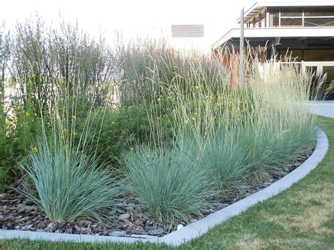 Blue Oat Grass Care: Tips For Growing Ornamental Blue Oat Grass | Gardening Know How