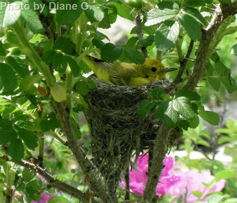 Yellow Warbler - East Cascades Audubon Society