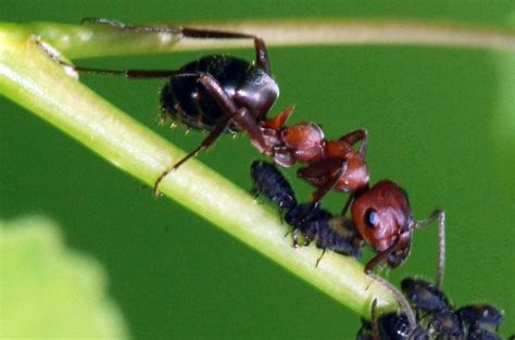 Ants | UMN Extension