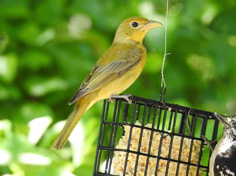 Female Summer Tanager | BirdForum