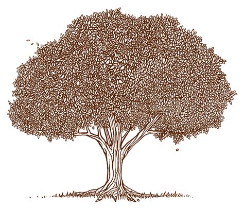 Pecan tree clipart 20 free Cliparts | Download images on Clipground 2024