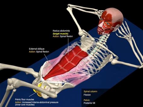 3 Ab Exercises Tageting the Rectus Abdominis | 3D Anatomical Analysis