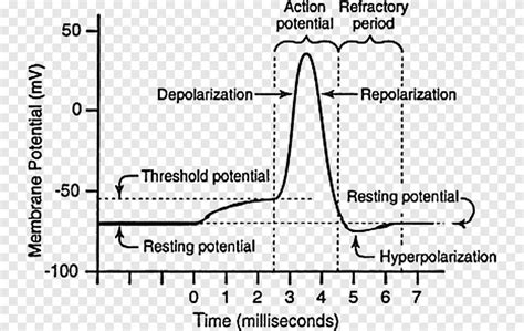 Resting potential Action potential Neuron Membrane potential Na+/K+-ATPase, allornone law ...