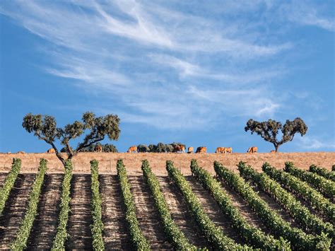 On The Alentejo Road: Your Guide to Wine Tourism in Portugal