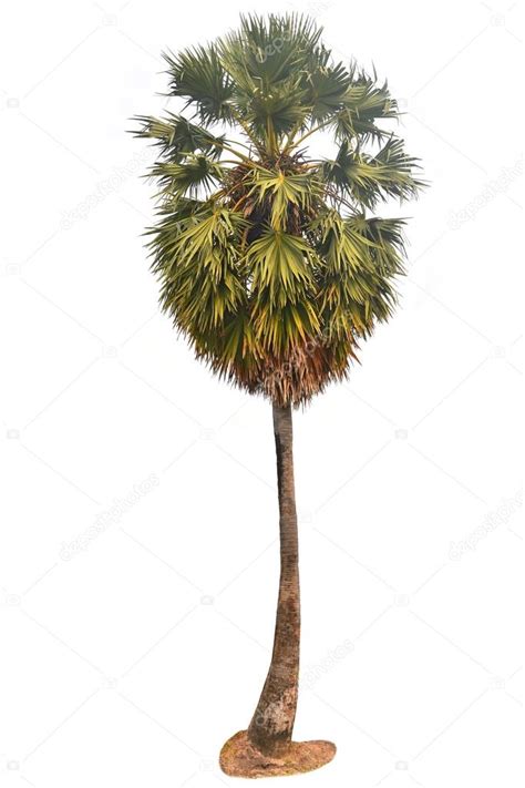 Toddy palm tree — Stock Photo © thawats #43188823