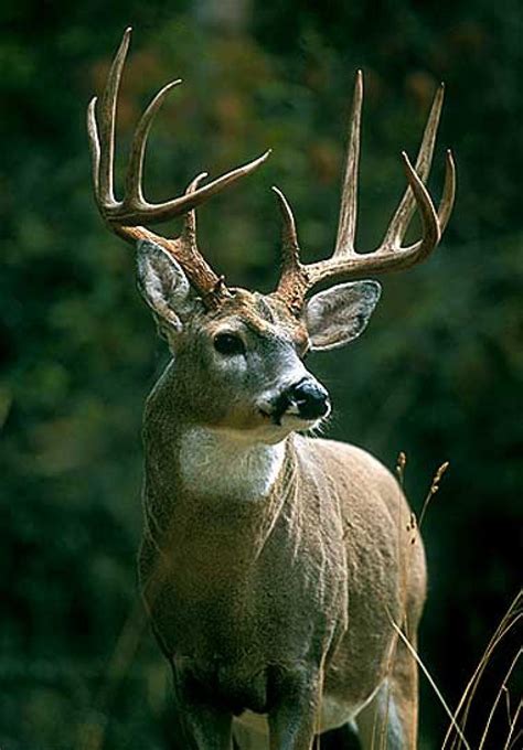 dream deer - Hunting Photo (8388258) - Fanpop