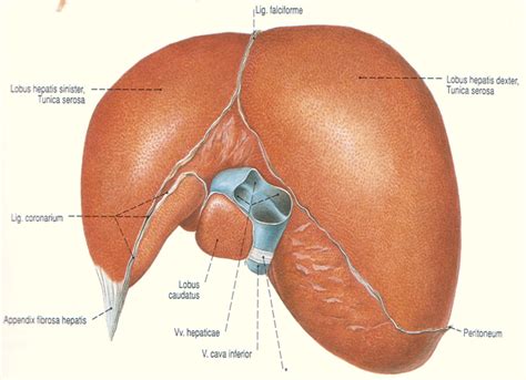 Anatomi, Histologi, dan Fisiologi Hepar