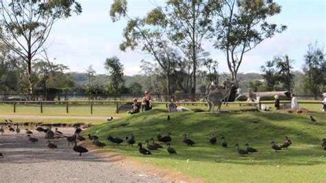 Oakvale Farm and Fauna World welcome five koala joeys, just in time for Mother's Day | Goulburn ...