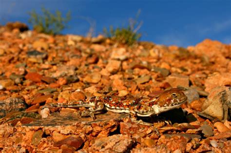 Gobi Desert Snakes