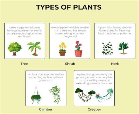 What Are The 4 Types Of Plants With Examples at Timothy Hale blog