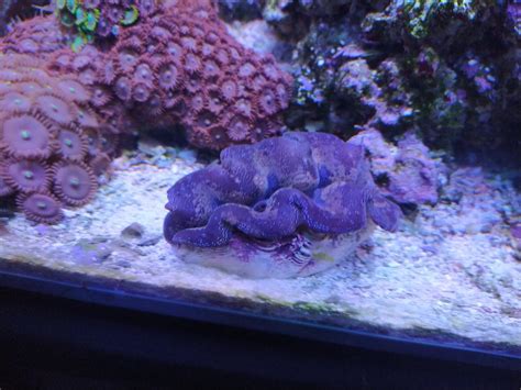 2nd attempt at tridacna | REEF2REEF Saltwater and Reef Aquarium Forum