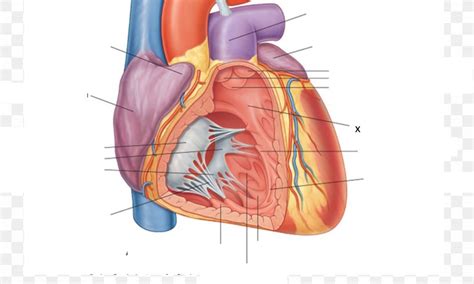 Anterior Interventricular Sulcus Posterior Interventricular Artery Anterior Interventricular ...