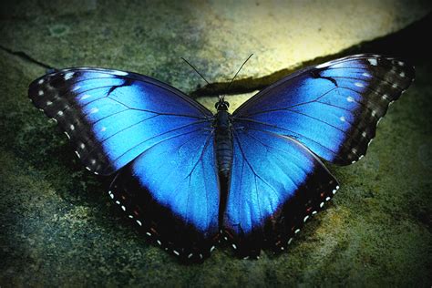 Blue Morpho | Blue Morpho butterfly - "Butterflies in the Ga… | Flickr