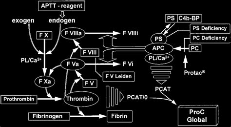 Protein C pathway and factors relevant for ProC Global. | Download Scientific Diagram