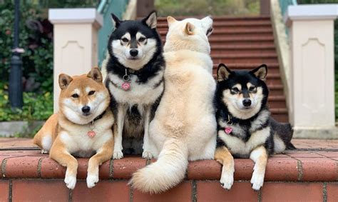 Shiba Inu puppies – Cute Fox-like Japanese Dog Breed