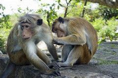 Toque Macaque: Behavior, Facts & Habitat | Study.com