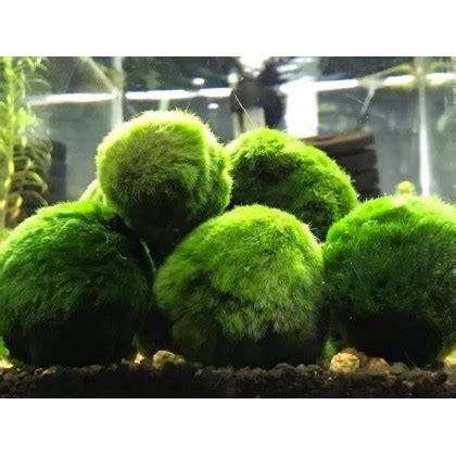 Marimo / Moss Ball (Aquatic Plant / Aquarium)