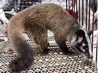 What does civet cat taste like?