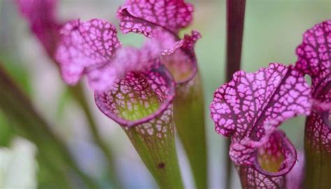 What Are Some Flowers Found in the Taiga? | Sciencing