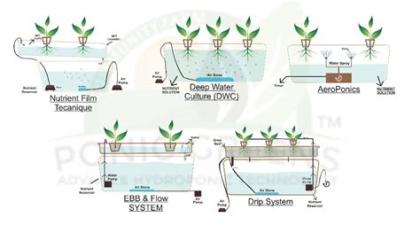 Hydroponics Farms In Delhi, NCR, Jaipur, Gurgaon India | Ponic Greens