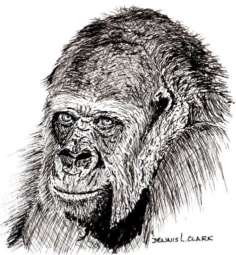 How to Draw a Gorilla Portrait in Pen and Ink — Online Art Lessons