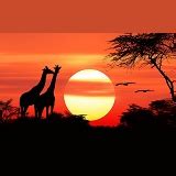 Giraffes at sunset photo WP03371