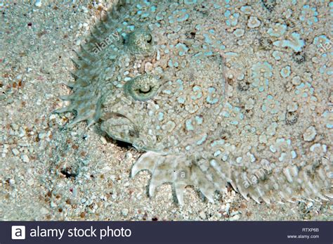 Flounder eyes hi-res stock photography and images - Alamy