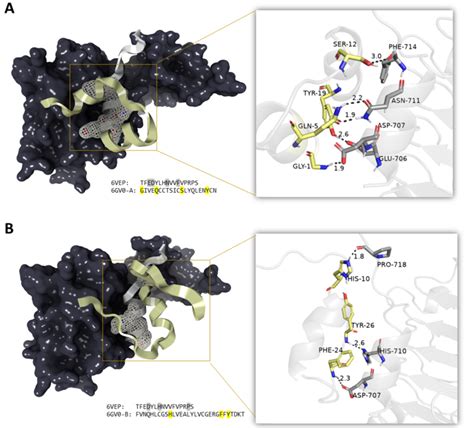 Insulin glulisine and insulin receptor interaction. Docking the... | Download Scientific Diagram