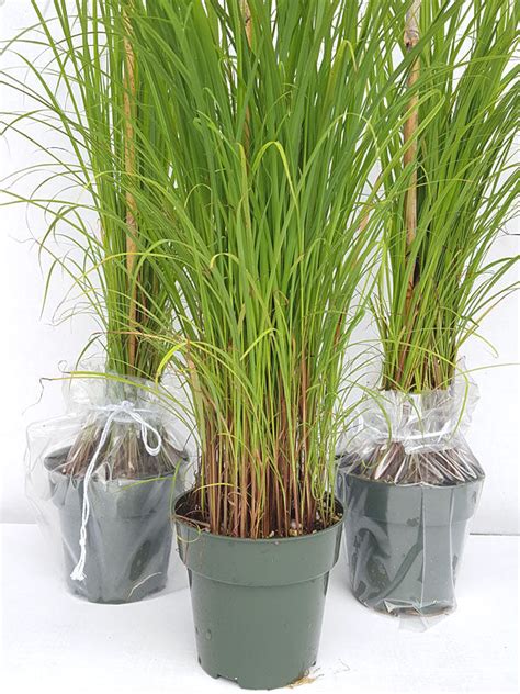 Lemongrass - Herbs & Kitchen Plants – Exotic Flora