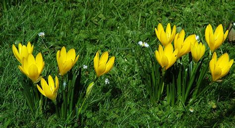 Sternbergia lutea – This species has a wide distribution in the in the Mediterranean area. It ...