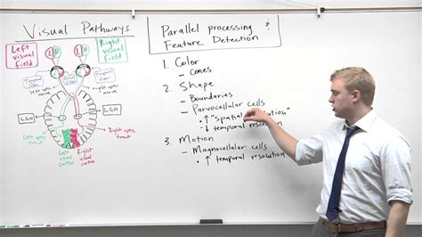 MCAT 2015 Psychology (14) - Feature Detection & Parallel Processing - YouTube