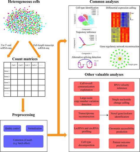 Frontiers | Exploring Additional Valuable Information From Single-Cell RNA-Seq Data