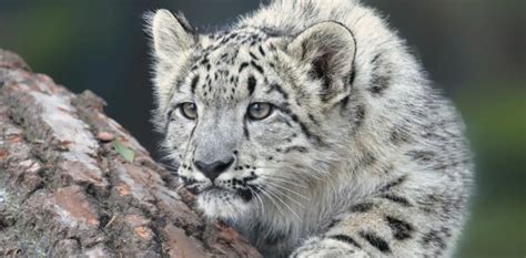 Snow Leopards Conservation Efforts in Central Asia