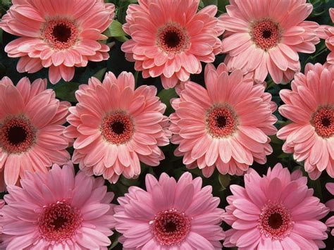 Pink Flowers Wallpapers:wallpapers screensavers