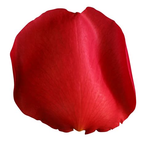 Rose Petals PNG Transparent Images | PNG All