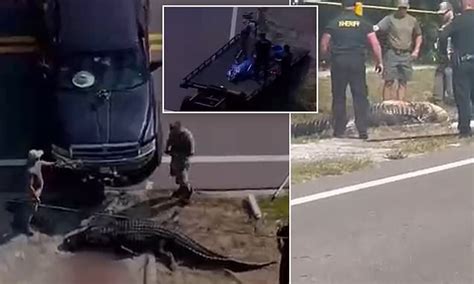 Horrifying moment 14ft alligator is caught dragging human corpse down ...