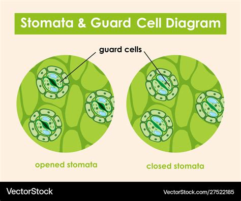 Aggregate more than 87 stomata sketch latest - in.eteachers