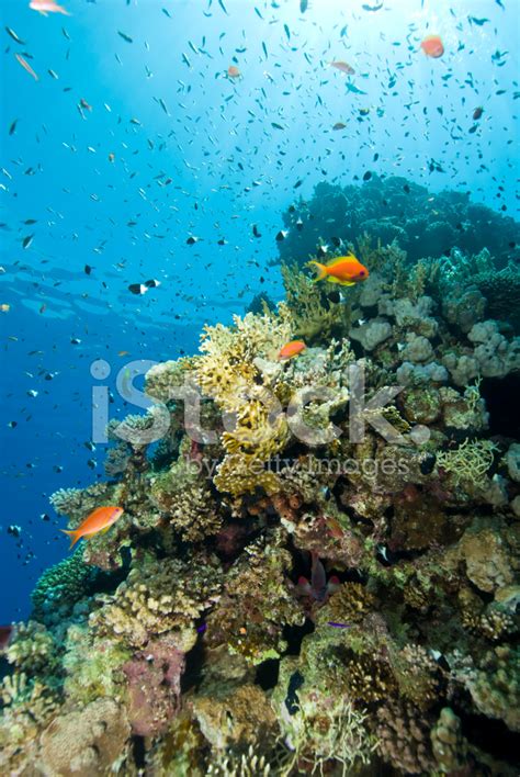 Coral Reef Scene Stock Photo | Royalty-Free | FreeImages