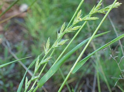 Grass ID, rye? : Cool-season grasses | Rye grass, Perennial ryegrass, Grass