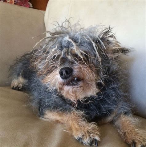 Meet the 'World's Ugliest Dog' Photos | Image #3 - ABC News