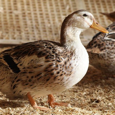 Our Favorite Duck Breeds - Murray McMurray Hatchery Blog