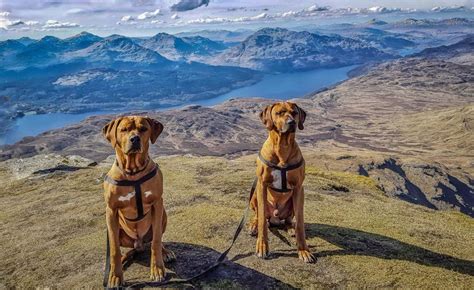 Some Of The Best Hiking Dog Breeds To Check Out | Hiking dogs, Dog breeds, Hiking