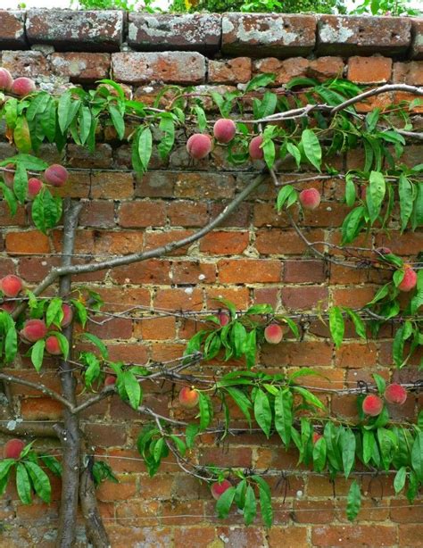 Espaliered Fruit Trees: Small Space Orchard Garden | Espalier fruit trees, Peach trees, Fruit ...