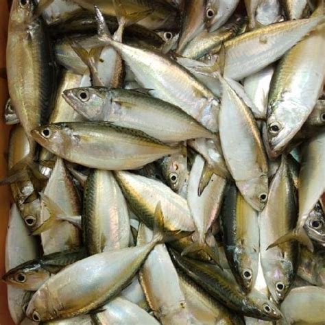 Indian mackerel fish Manufacturer in Ratnagiri Maharashtra India by R K ...