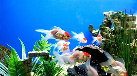 Live Fish Wallpapers - Top Free Live Fish Backgrounds - WallpaperAccess