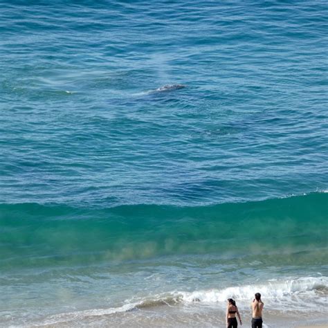 The Gray Whale Migration Is Underway – M'Online