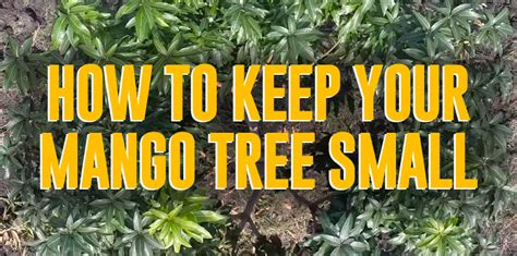 Why You Should Keep Mango Trees Small and How to Do It | The Survival Gardener