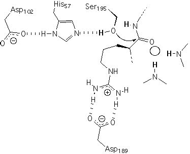 Protease Structure