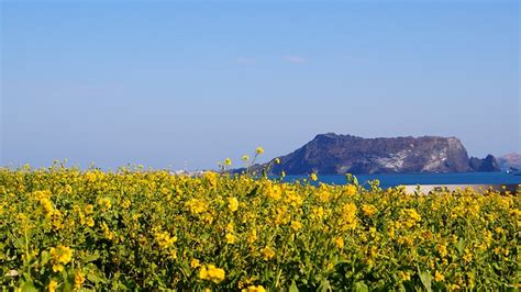 Ocean Flower Garden Jeju - Free photo on Pixabay